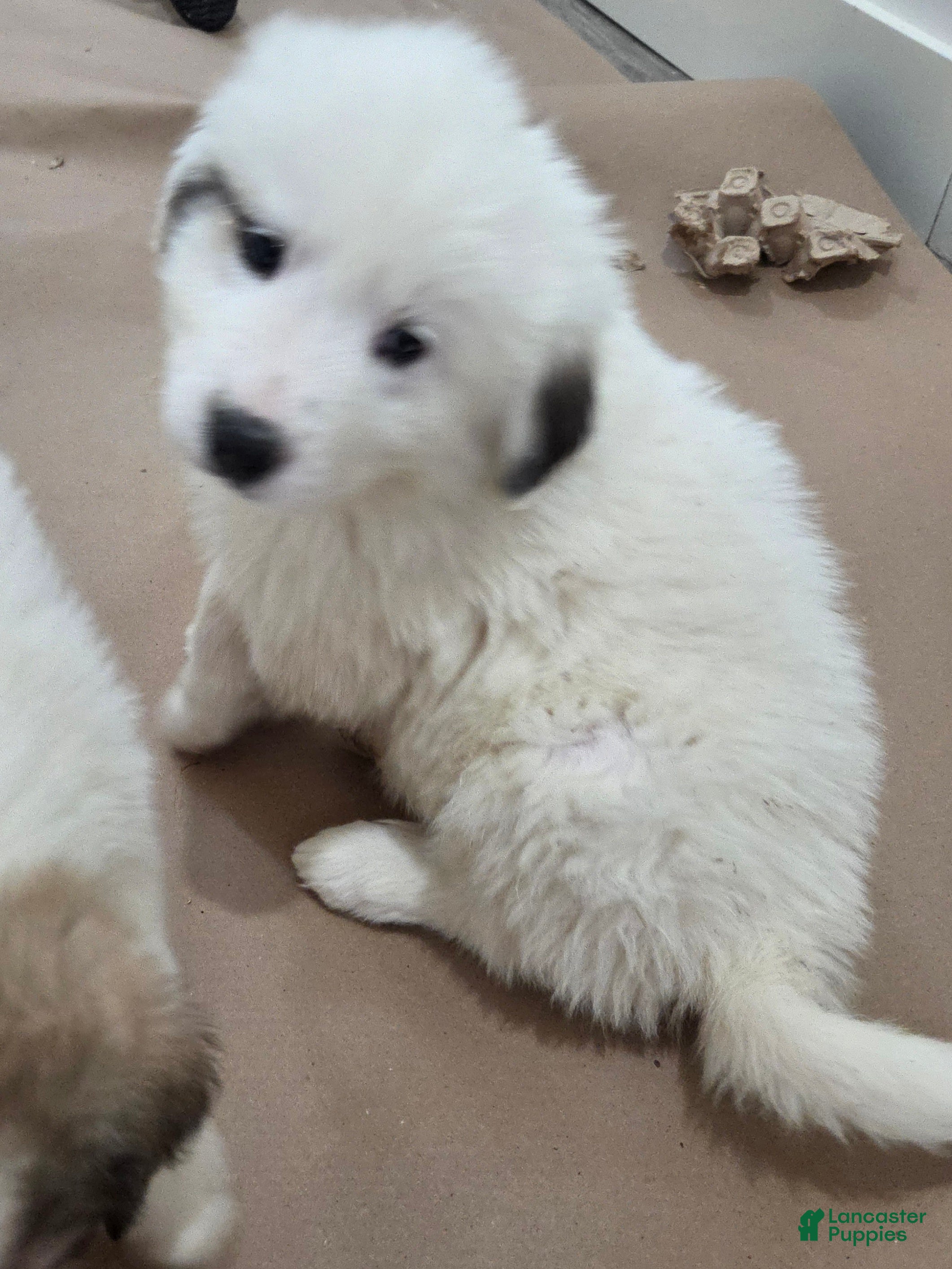 Great Pyrenees dogs Rita - Ad 16