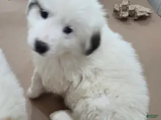 Great Pyrenees dogs Rita - Ad 16