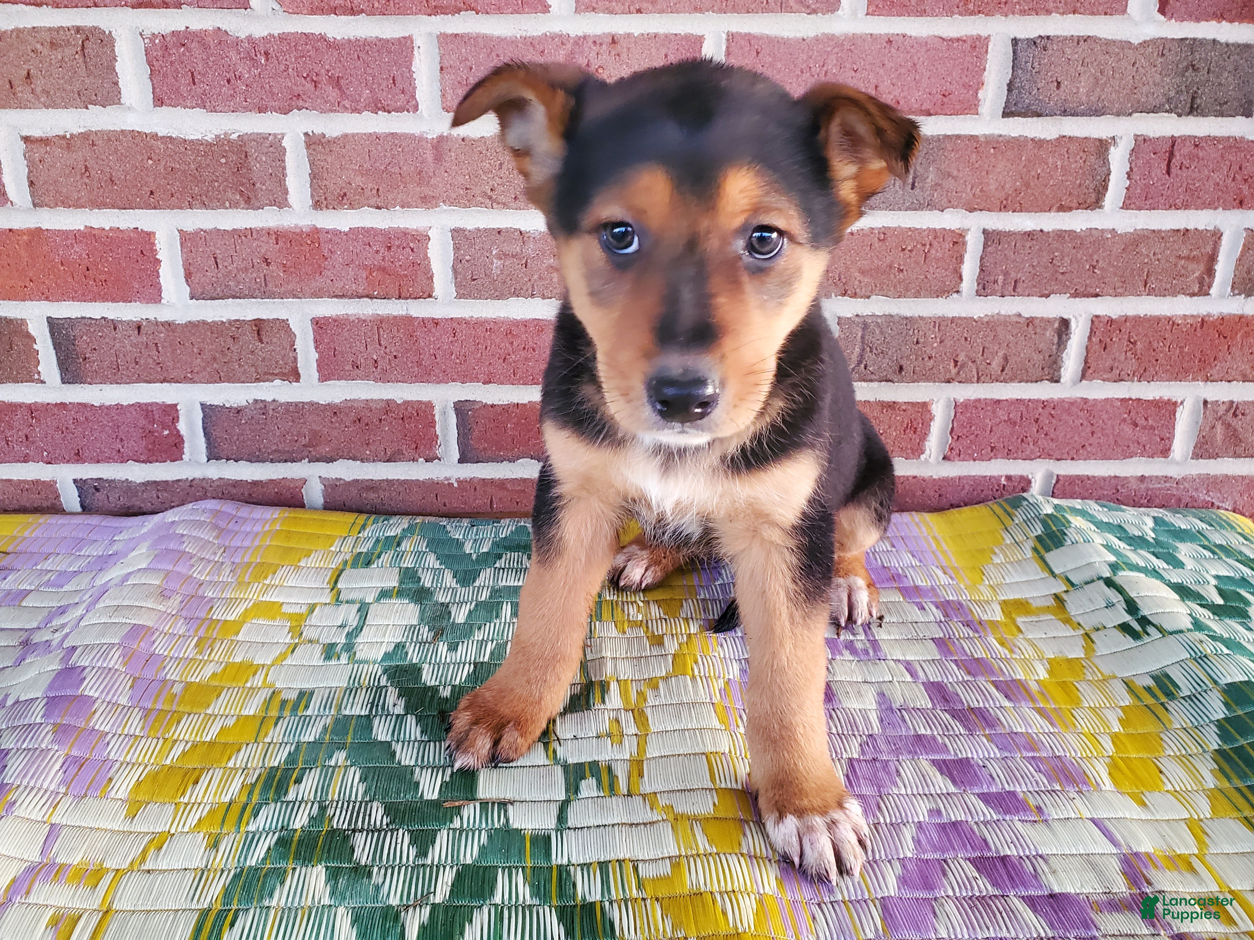 Mixed Breed dogs Molly - Ad 1