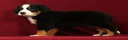 Bernese Mountain Dog dogs for sale: Jemma - Ad 6