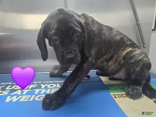 English Mastiff dogs English Mastiff Puppy 💜 - Ad 13