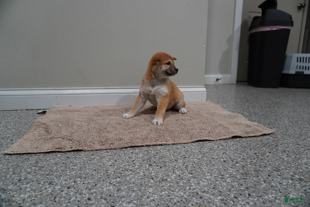Shiba Inu dogs for sale: Shiba Inu Puppy 3 - Ad 2