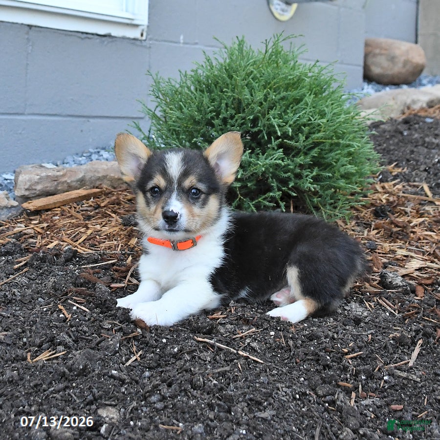 Welsh Corgi Pembroke dogs Pepper - Ad 2