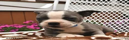 Boston Terrier dogs for sale: Leo  - Ad 3