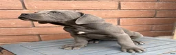 Cane Corso dogs for sale: Cane Corso 7 - Ad 5