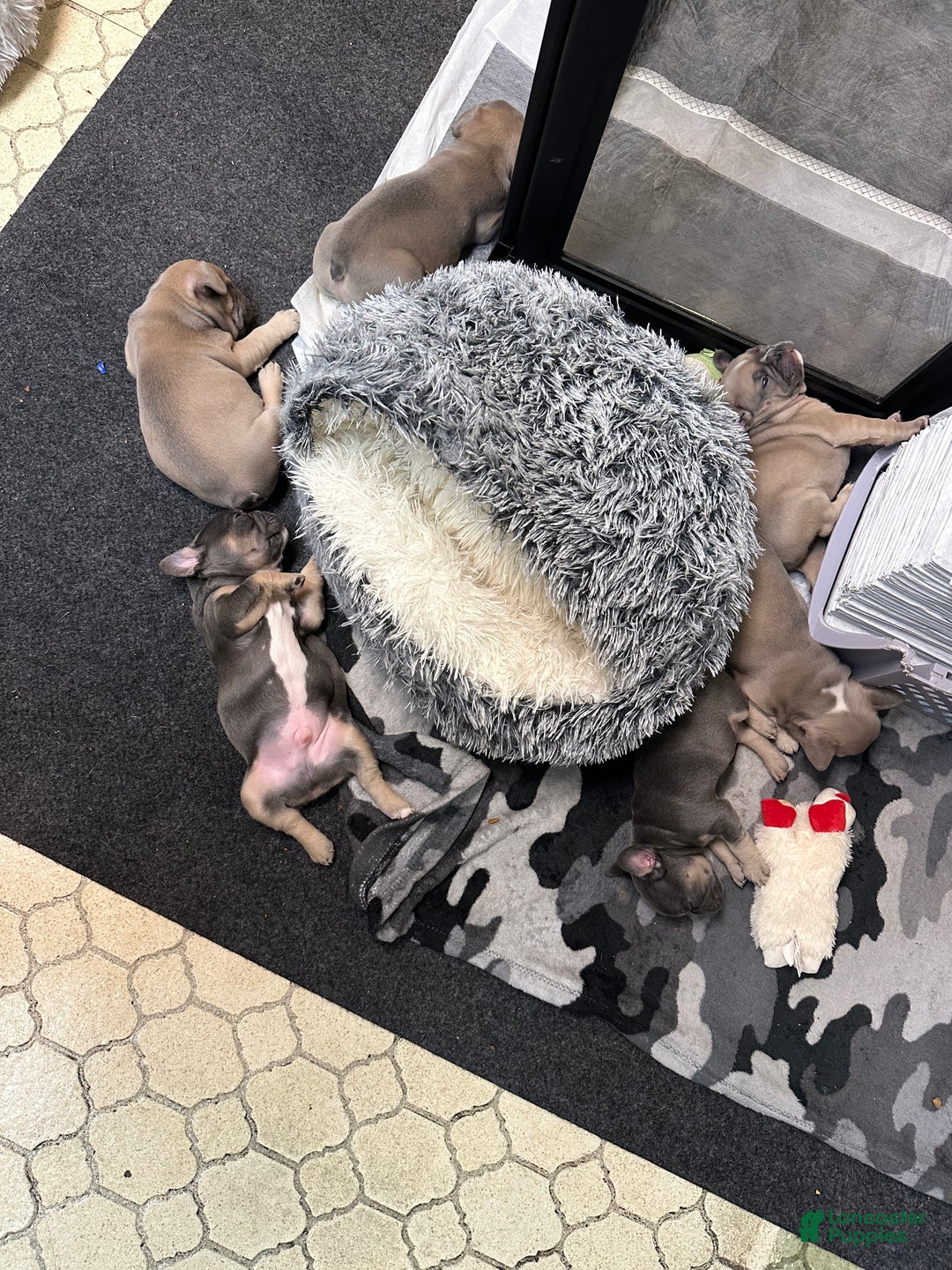 French Bulldog dogs for sale: Boss - Ad 17