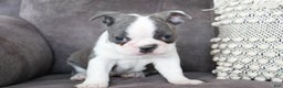Frenchton dogs for sale: Frenchie  - Ad 9
