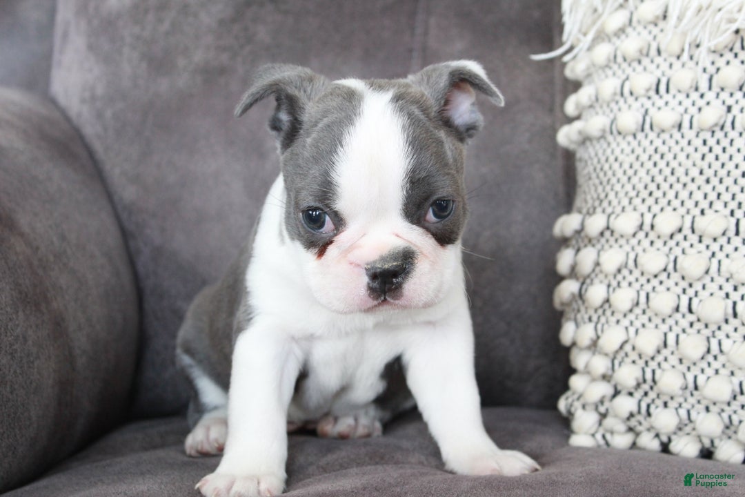 Frenchton dogs for sale: Frenchie  - Ad 9