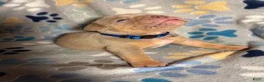 MALE BLUE COLLAR