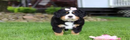 Bernese Mountain Dog dogs for sale: Sadie - Ad 8