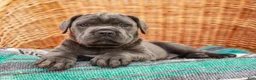 Cane Corso dogs for sale: Alaska (Champion Bloodline) - Ad 5