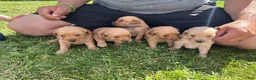 Golden Retriever dogs for sale: Roxie (pink) - Ad 16