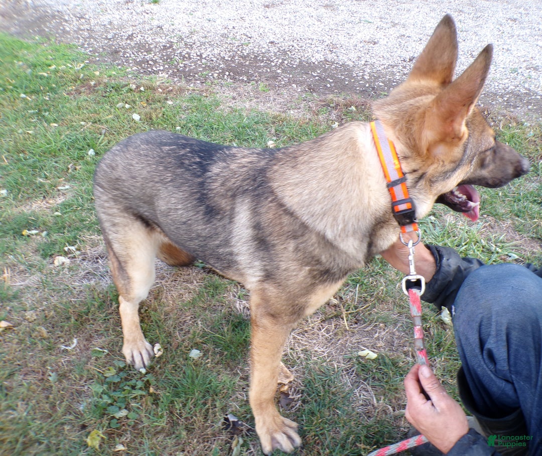 German Shepherd dogs for sale: German Shepherd Puppy 1  - Ad 4