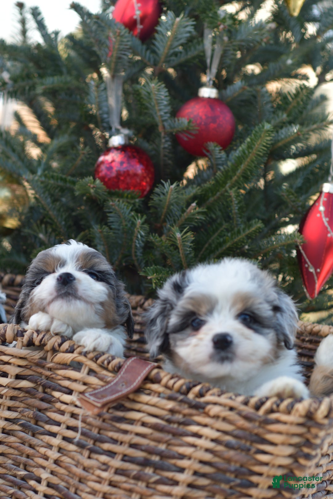 Mini Aussiedoodle dogs for sale: Cash - Ad 48