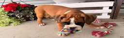 Boxer dogs for sale: Daisy - Ad 4