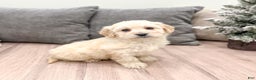 Goldendoodle dogs for sale: Chloe - Ad 8