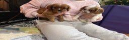 Cavalier King Charles Spaniel dogs for sale: Cavalier King Charles Spaniel Puppy 1 - Ad 2