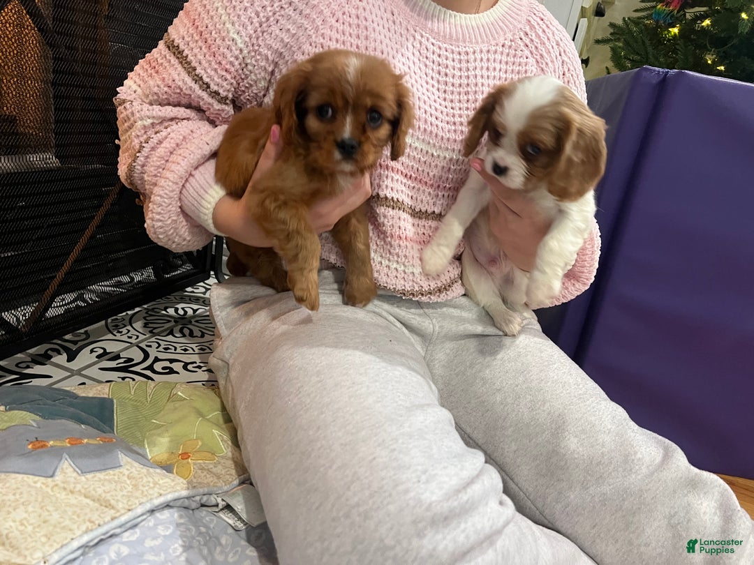 Cavalier King Charles Spaniel dogs for sale: Cavalier King Charles Spaniel Puppy 1 - Ad 2