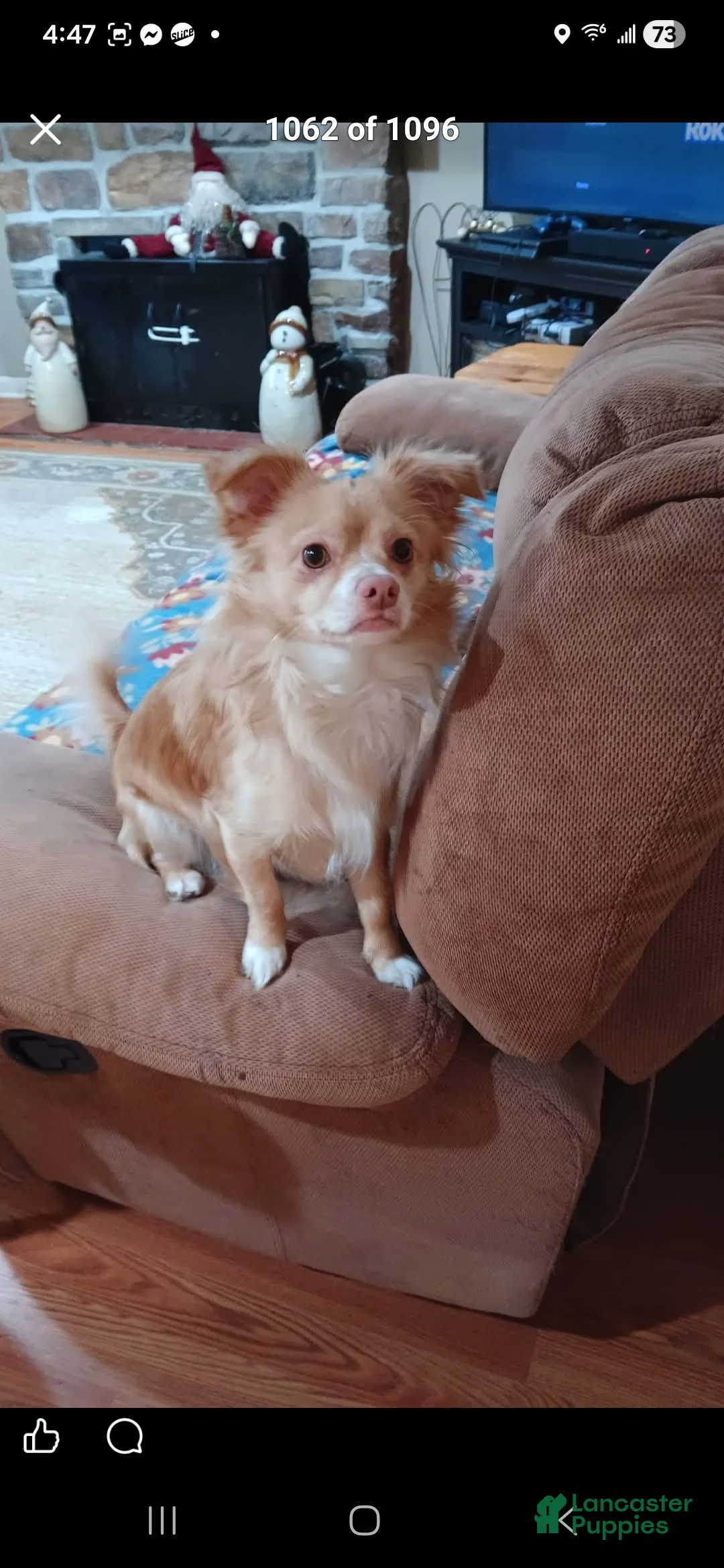 Chihuahua dogs for sale: Chihuahua Puppy 1 - Ad 7