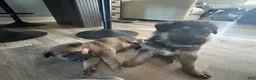 German Shepherd dogs for sale: Brownie - Ad 3