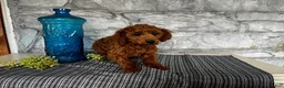 Toy Poodle dogs for sale: Jordan - Ad 3