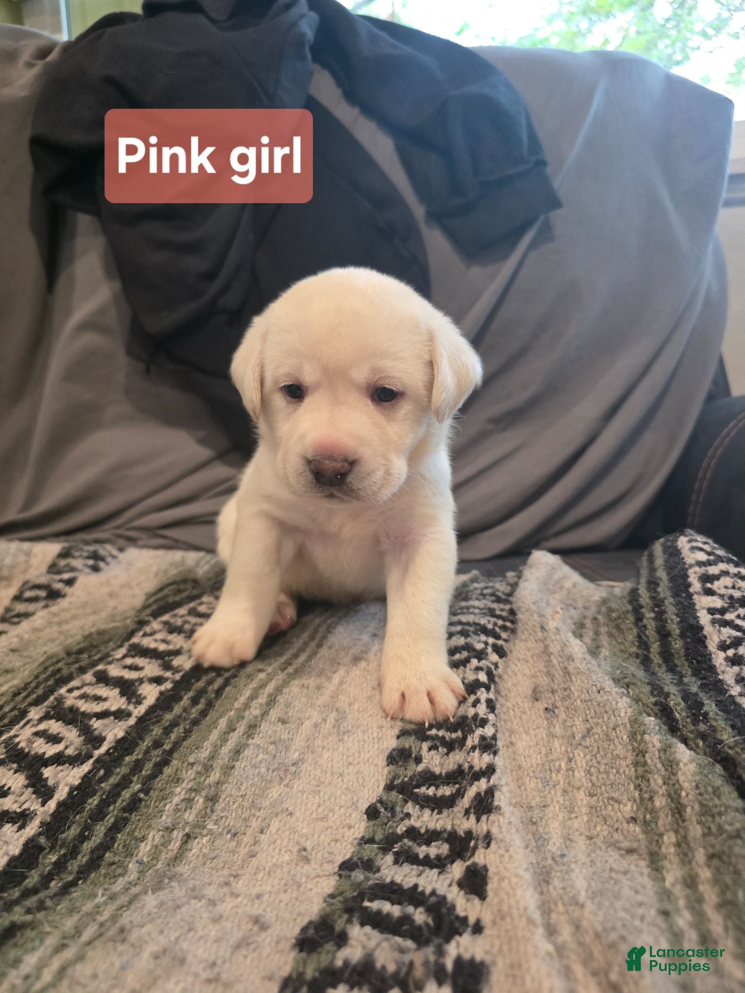 Labrador Retriever dogs Labrador Retriever 5 - Ad 8