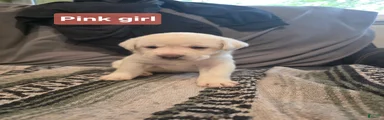 Labrador Retriever 5