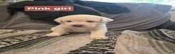 Labrador Retriever dogs for sale: Labrador Retriever 5 - Ad 1