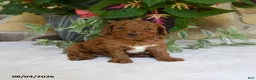 Cavapoo dogs for sale: Pippin - Ad 4