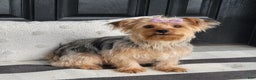 Yorkshire Terrier dogs for sale: Hank  - Ad 13