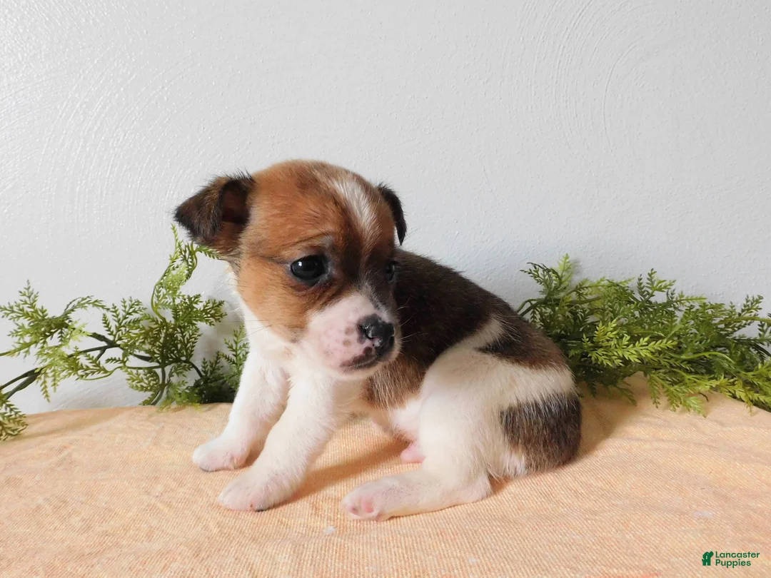 Jack Russell Terrier dogs for sale: Tucker  - Ad 4