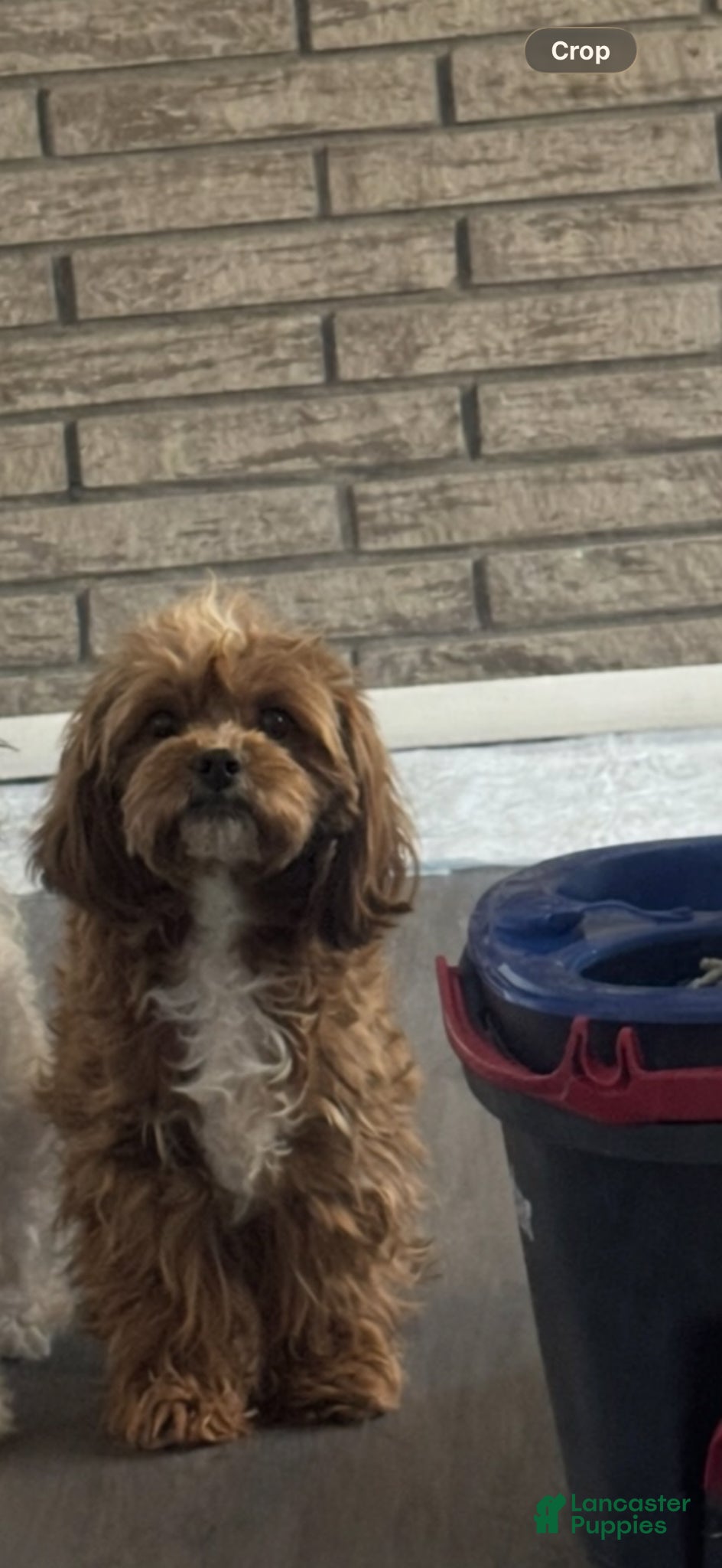 Cavapoo dogs Spike - Ad 2