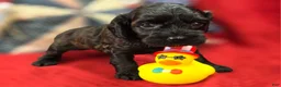 Cockapoo dogs for sale: Tinkerbell - Ad 18
