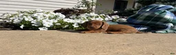 Dachshund dogs for sale: HUXBY❤️ACA Registered - Ad 4