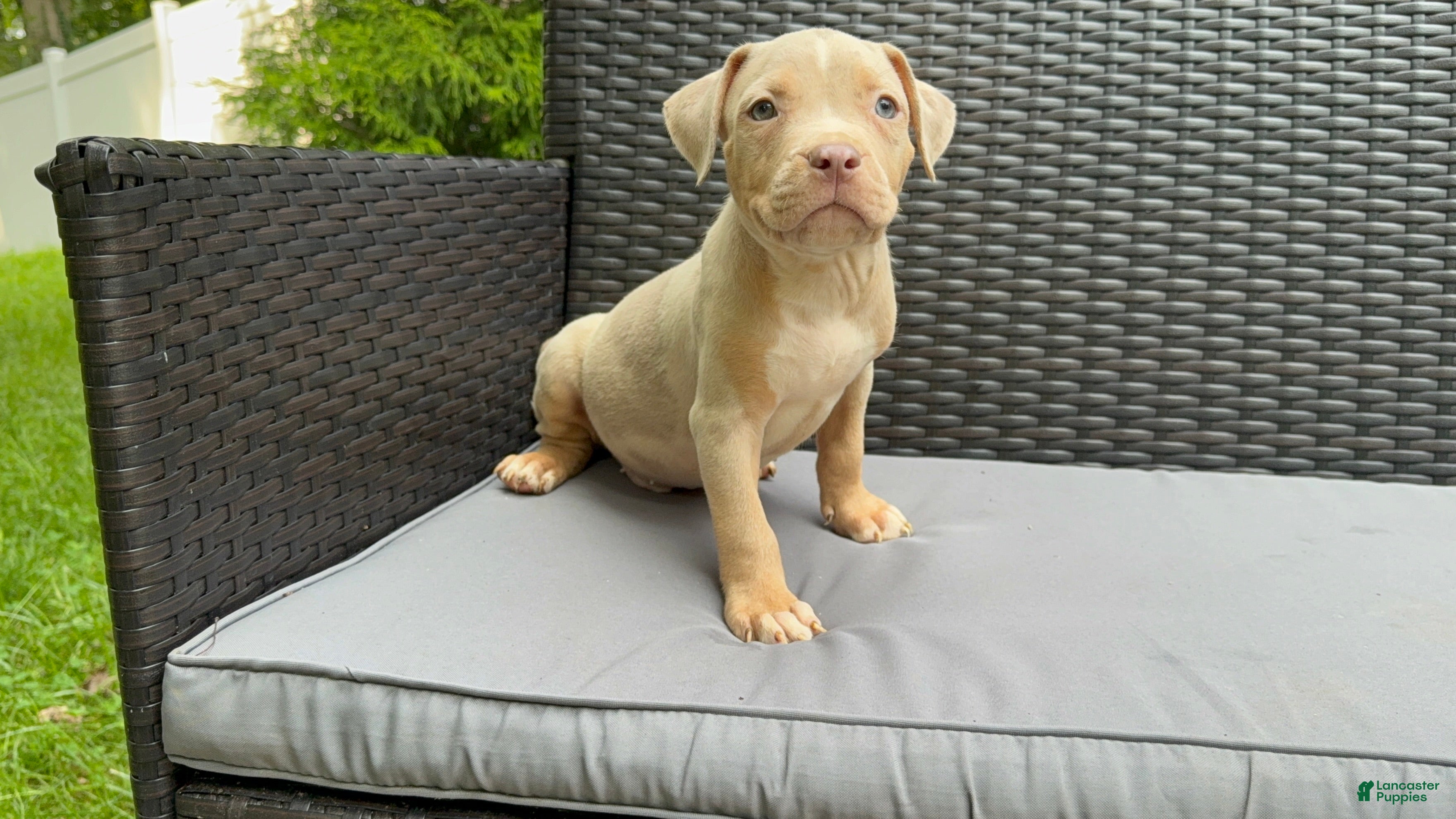 American Bully dogs American Bully 2 - Ad 4
