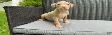 American Bully 2