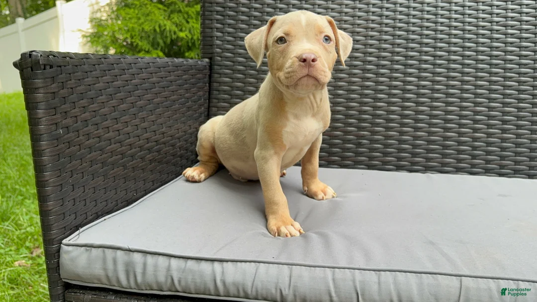 American Bully dogs for sale: American Bully 2 - Ad 1