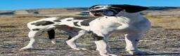 Great Dane dogs for sale: Obisidian Wildlife Vulcan - Ad 7