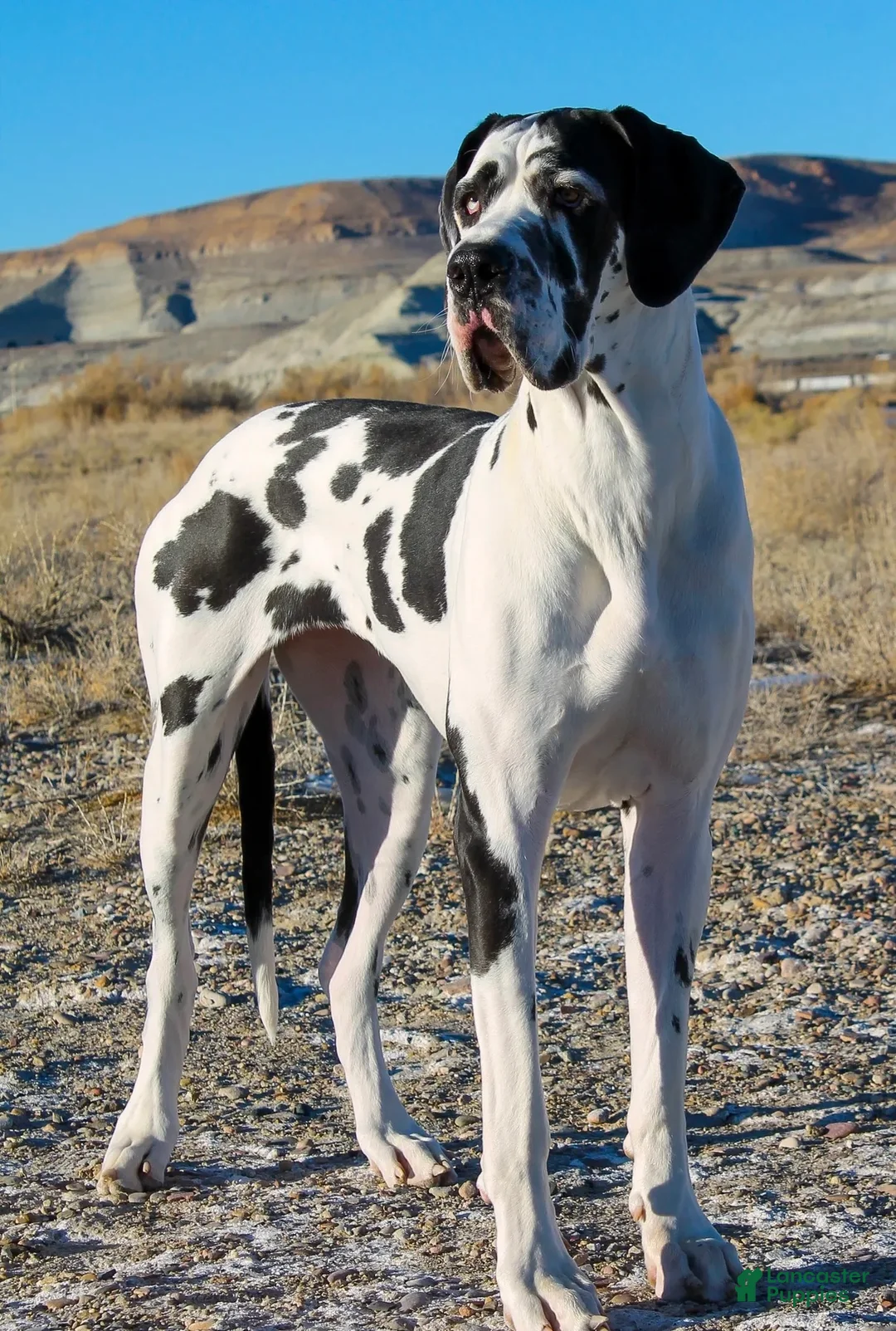 Great Dane dogs for sale: Obisidian Wildlife Vulcan - Ad 7
