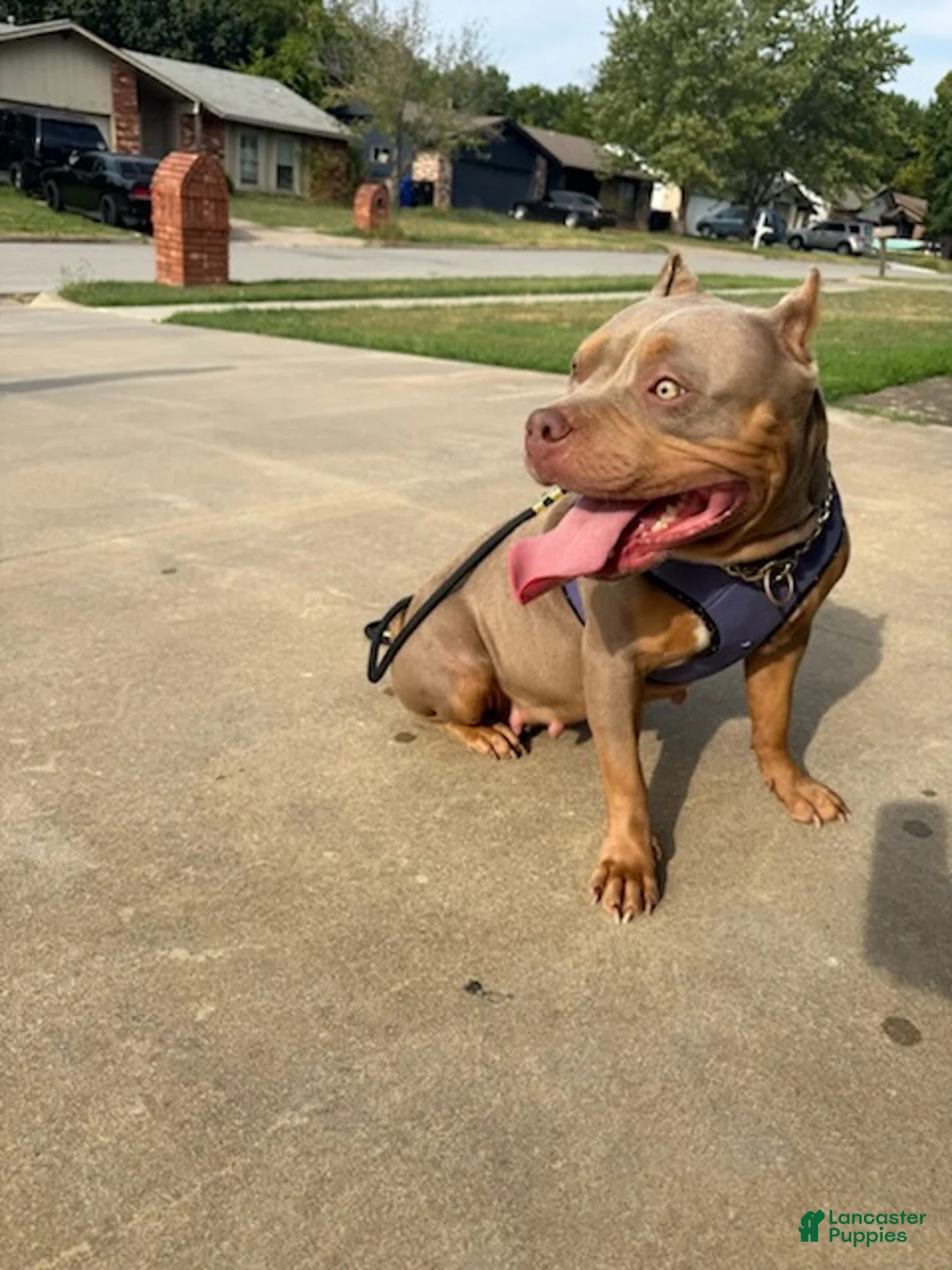 American Bully dogs for sale: American Bully 1 - Ad 2