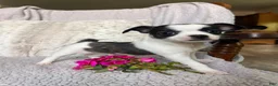 Chihuahua dogs for sale: Laddie - Ad 3