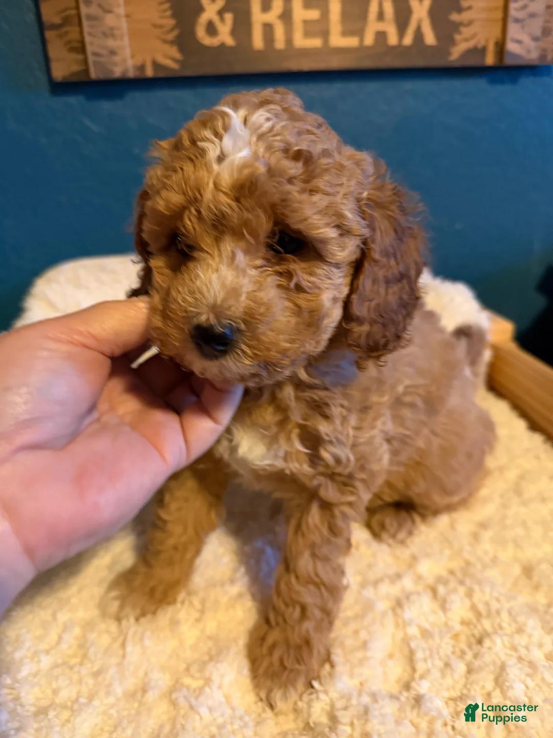 Miniature Poodle dogs for sale: AKC Miniature Poodle Puppy Dark Green - Ad 2