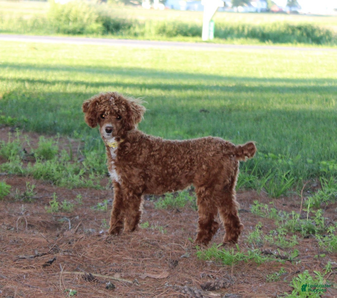 Miniature Poodle dogs Teddy - House and Crate Trained - Ad 1