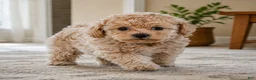 Miniature Poodle dogs for sale: Lucy - Ad 6