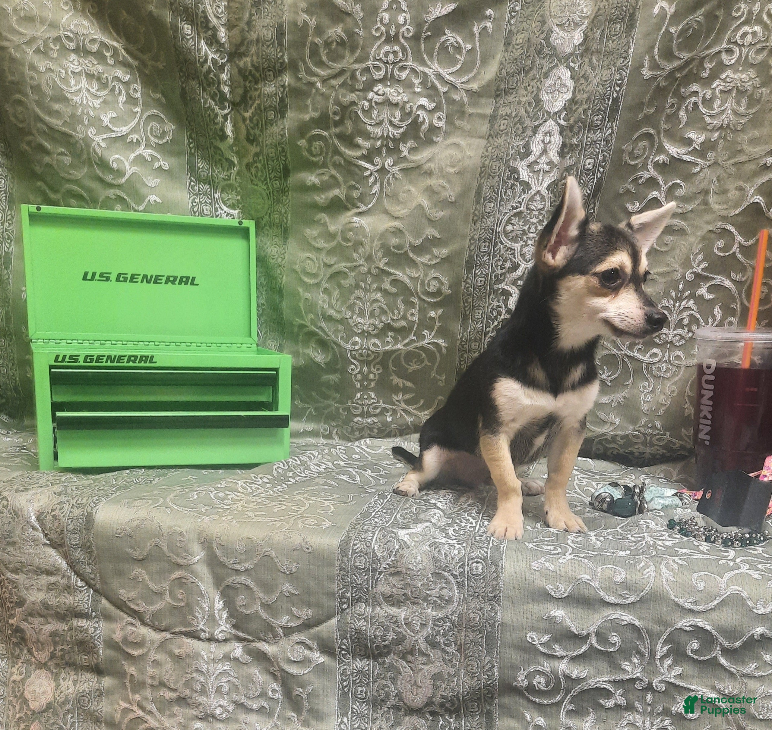 Chihuahua dogs ELROY ♡ - Ad 2