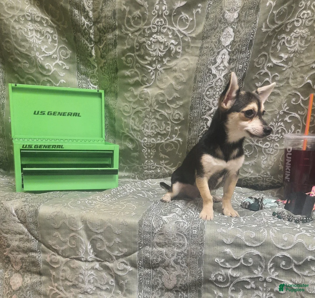 Chihuahua dogs for sale: ELROY ♡ - Ad 2