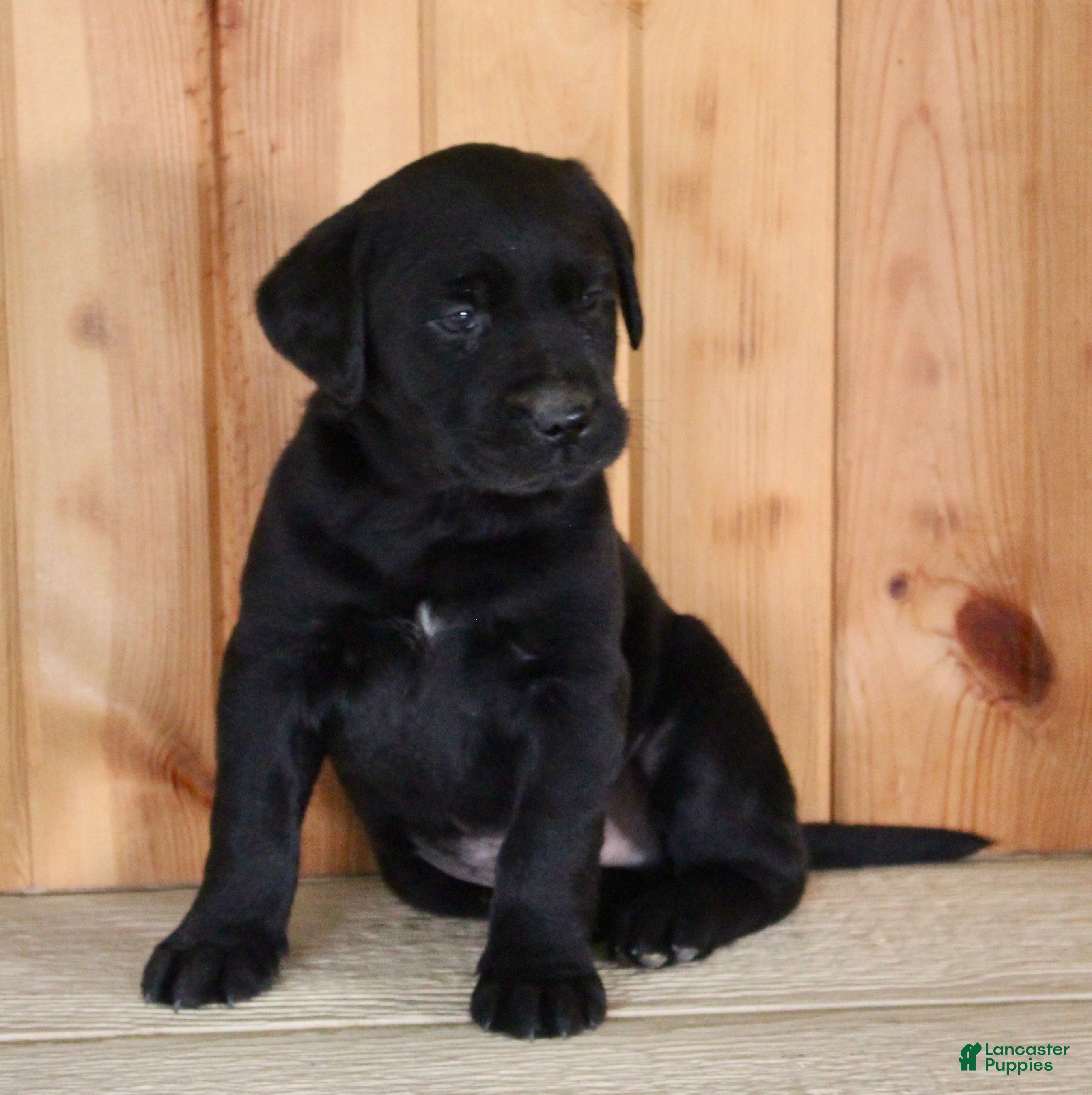 Labrador Retriever dogs Labrador Retriever Puppy 1 - Ad 2