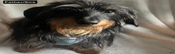 Miniature Dachshund dogs for sale: Reptar - Ad 7