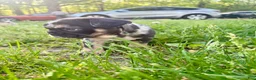 French Bulldog dogs for sale: Cookie - Ad 2