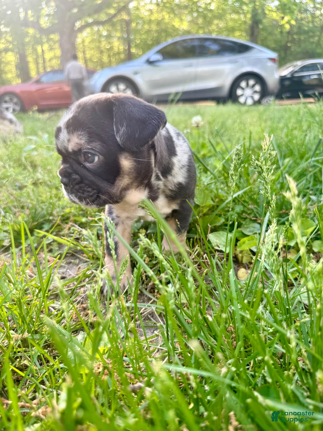 French Bulldog dogs for sale: Cookie - Ad 2